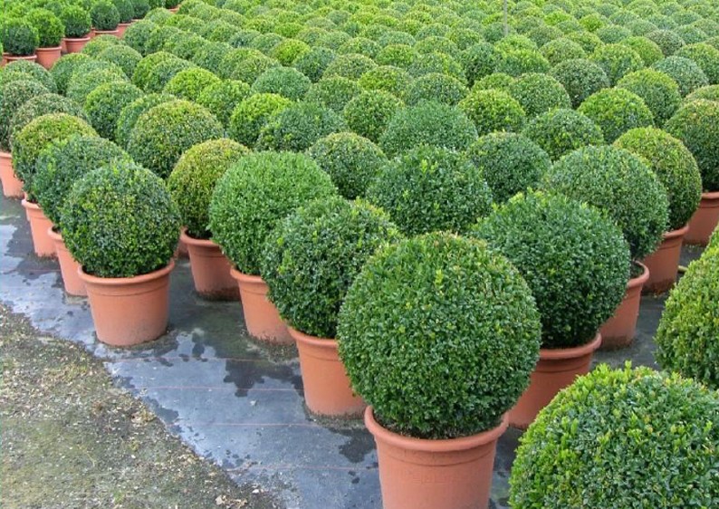 Buchsbaum Buxus Sempervirens var. arborescens im