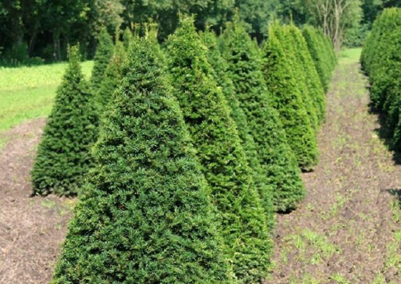 Europäische Eibe Taxus Baccata Kegel H 125150 cm